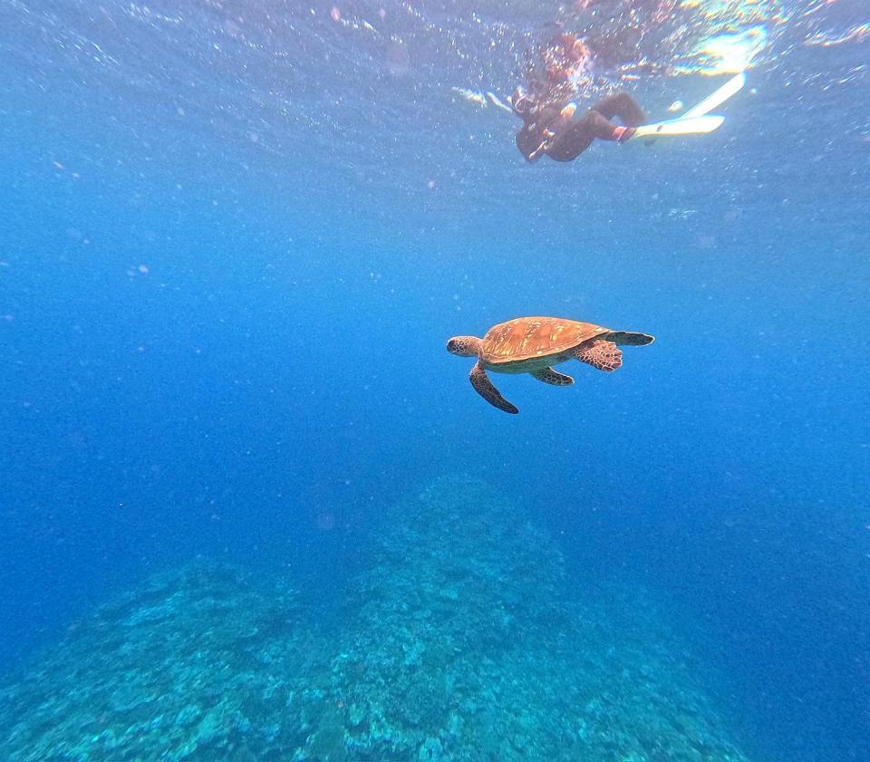 enhanced_turtle.jpeg