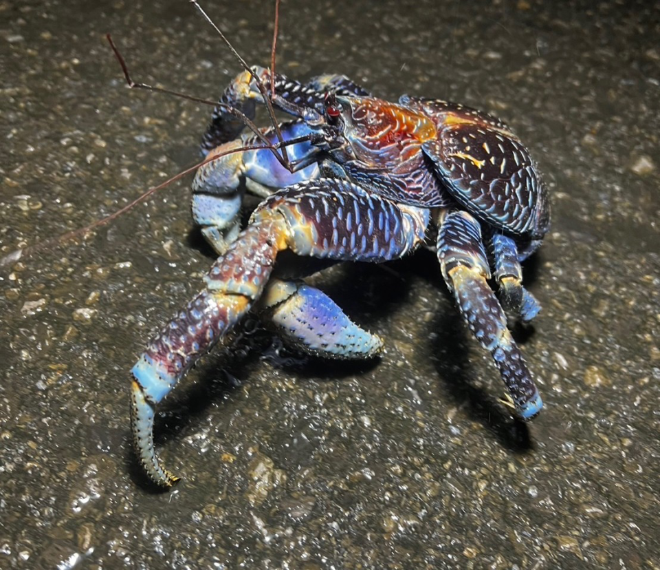 石垣島アクティビティ｜カヤック・SUP｜子連れ可なら「石垣島アクティビティズ」