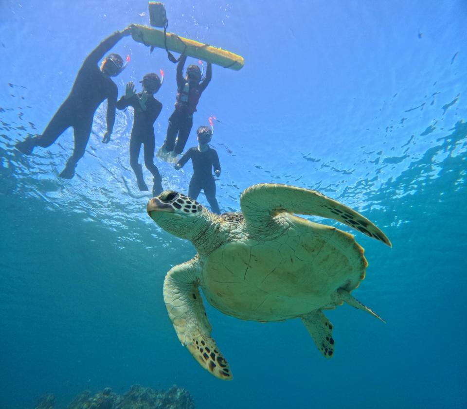 幻の島×ウミガメシュノーケル (47).jpg