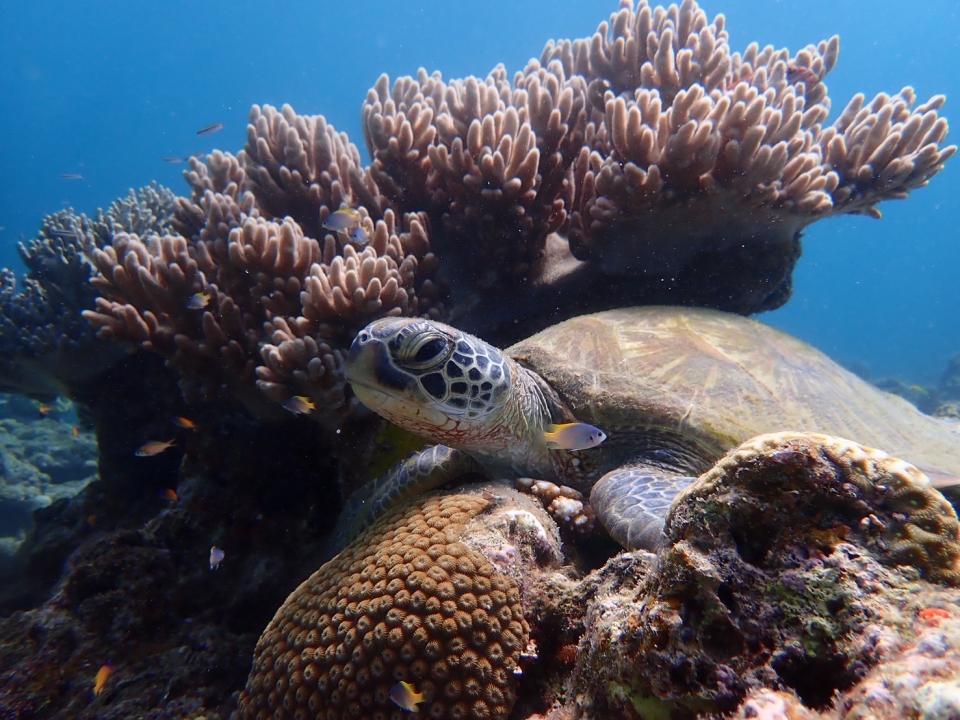 石垣島シュノーケル